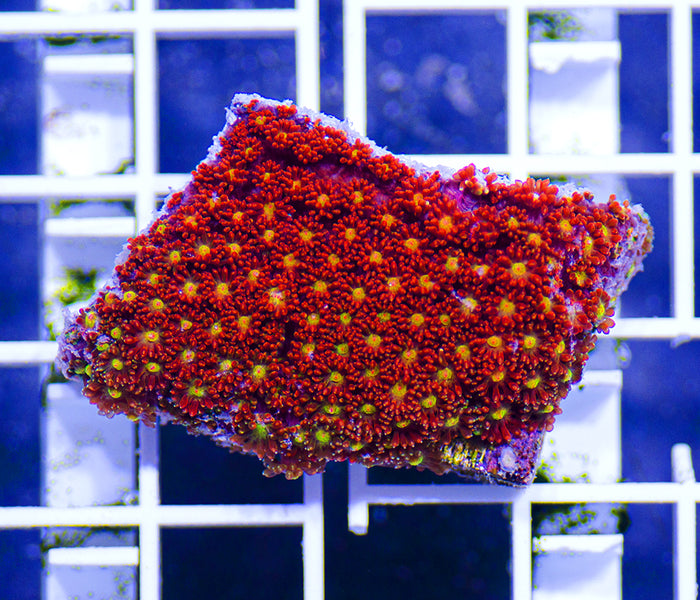 AAF Aquacultured Razzmatazz Cyphastrea