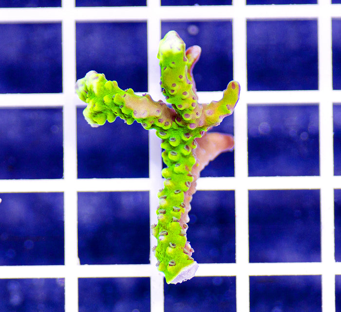 AAF Premium Aquacultured Neon Anacropora sp. (Acropora)
