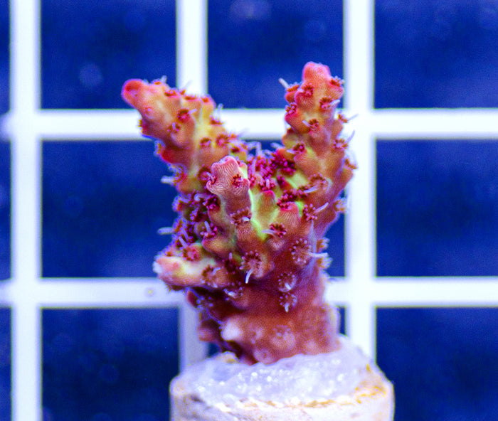 AAF Premium Aquacultured Strawberry Shortcake Acropora sp.