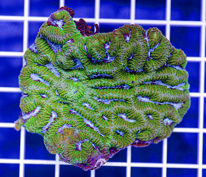 Australian Premium Blue Ice Platygyra (Favia)