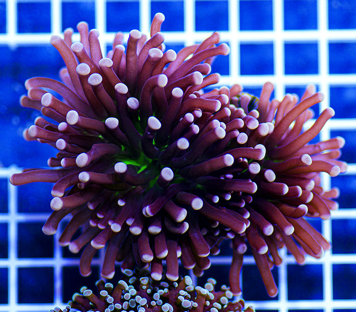 Australian Premium Green Core Purple Torch Euphyllia (2 Heads)