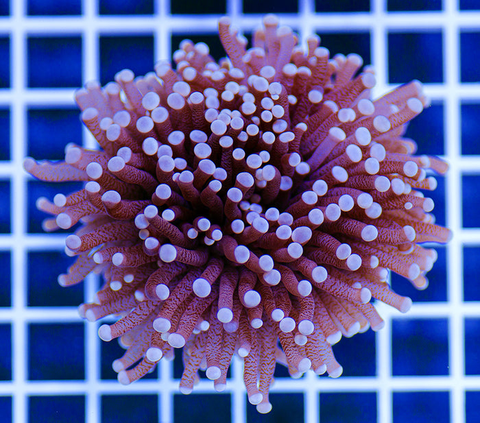 Australian Premium Purple Snakeskin Torch Euphyllia