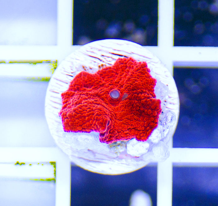 Australian Premium Red Bump Mushroom