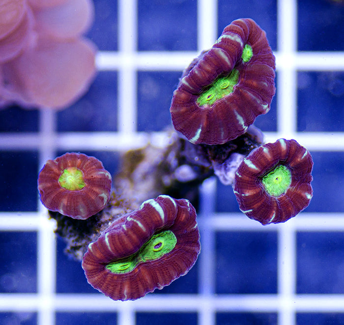 Australian Ultra Caulastrea