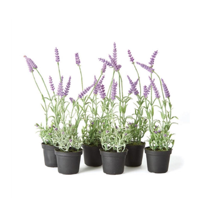 The DROP IN FRENCH LAVENDER 13 from NAPA HOME AND GARDEN includes six lifelike plants in small black pots, showcasing lavender with green stems, leaves, and vibrant purple flowers. Arranged in two rows on a white background, these realistic herbs bring beauty to your space without the need for any maintenance.