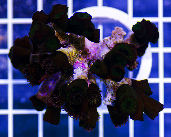 Indonesian Premium Black Tubastrea micrantha Sun Coral (Dendrophyllia)