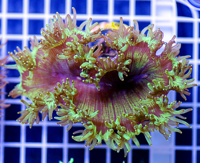 Indonesian Premium Blood Lake Elegance Coral Catalaphyllia