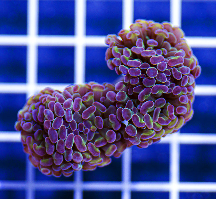 Indonesian Premium Green and Purple Branching Hammer Euphyllia (4 Heads)