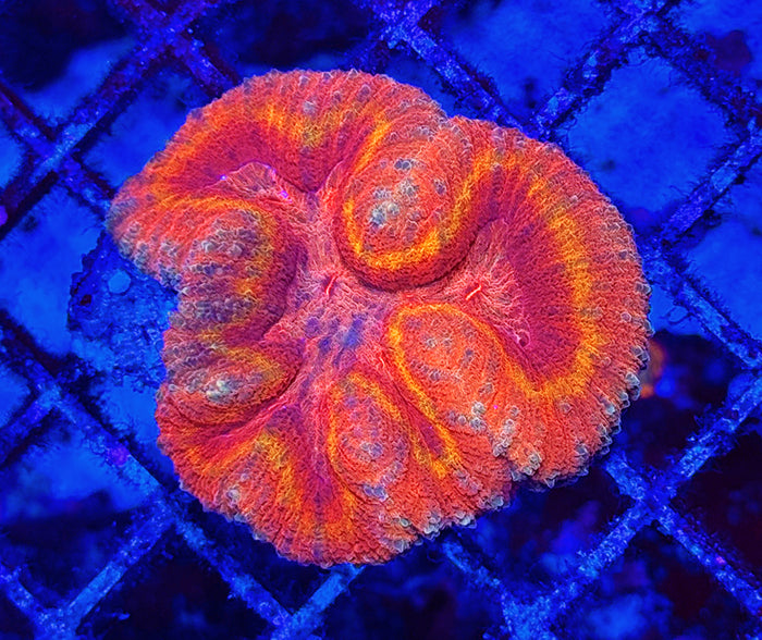 Indonesian Premium Inferno Lobophyllia