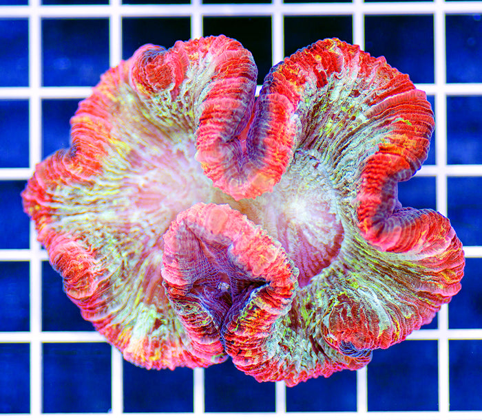 Indonesian Premium Orange Tapestry Trachyphyllia
