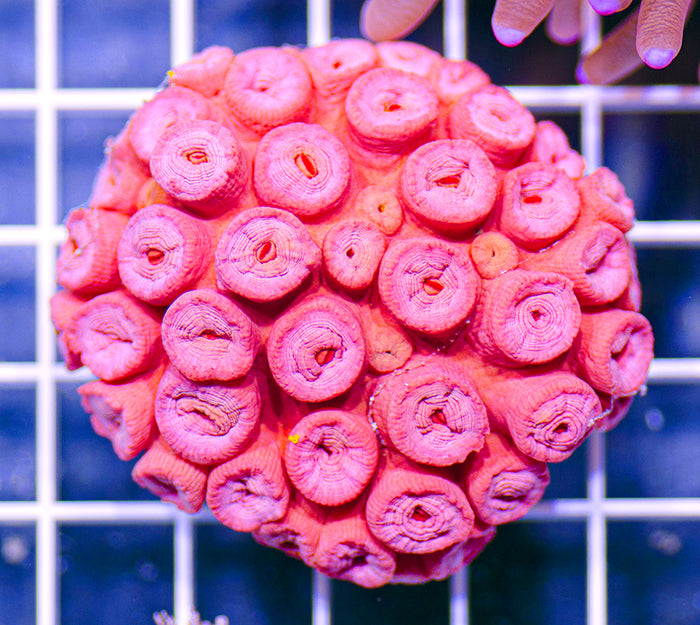 Indonesian Premium Orange Tubastrea micrantha Sun Coral (Dendrophyllia)