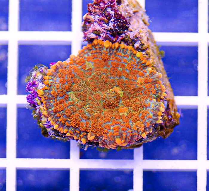 Indonesian Premium Picasso Mushroom