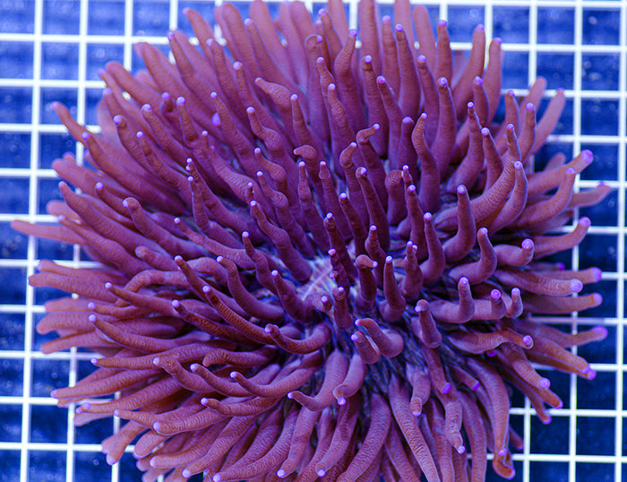 Indonesian Premium Purple Heliofungia (XLg)