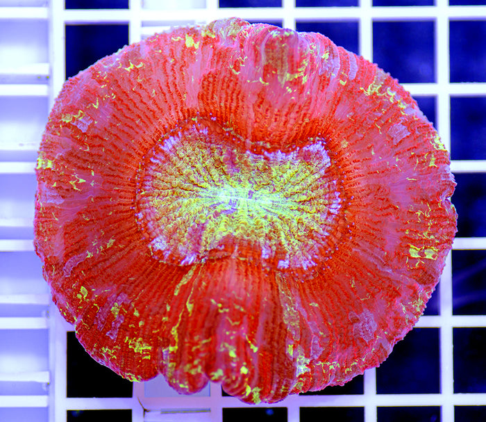 Indonesian Premium Red Lava Trachyphyllia