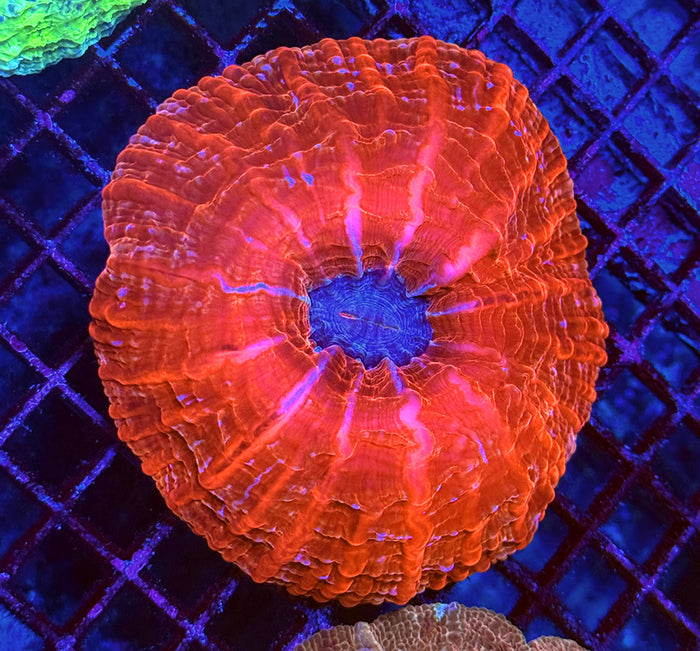 Indonesian Premium Red Pulsar Cynarina