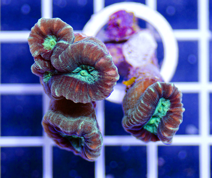 Indonesian Ultra Caulastrea