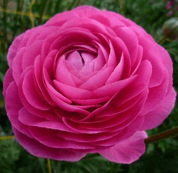 Ranunculus,Asiaticel , Flower Essence