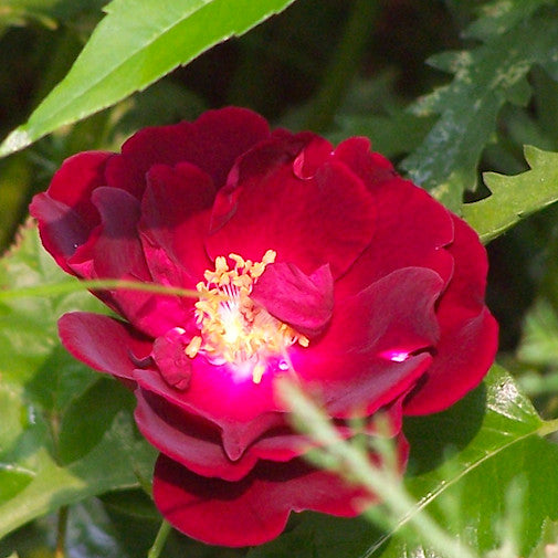 Red Honor