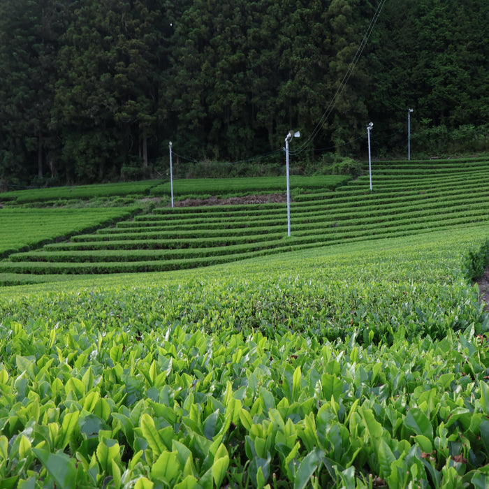 #1093.I1 Shimizu Tea Garden: Bou-Hojicha Teabag / 清水園 奥久慈 ほうじ茶ティーバッグ