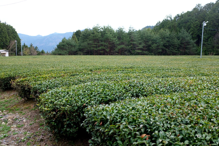 #1098.G1 Nitta Tea Farm: Premium Black Tea