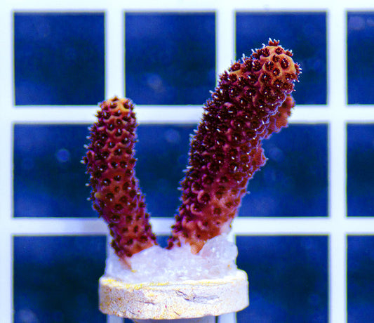 AAF Aquacultured Maroon Millepora sp. Acropora