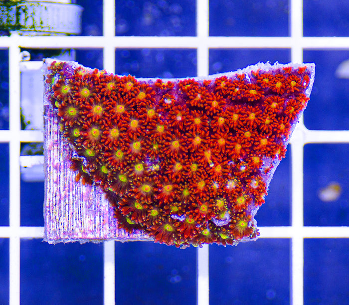 AAF Aquacultured Razzmatazz Cyphastrea