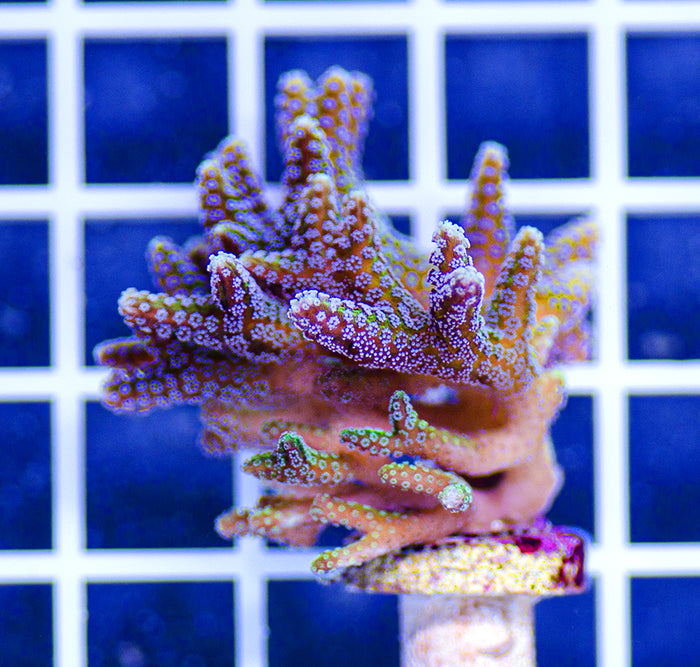 AAF Premium Aquacultured Bird's Nest Seriatopora sp. (Acropora)