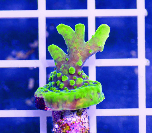 AAF Premium Aquacultured Deepwater Acropora sp.