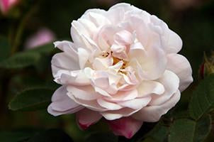 Alfredo de Damas Antique Rose Essence, Rosa centifolia muscosa