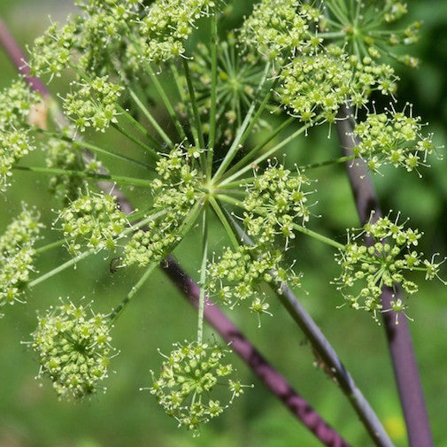 Angelica