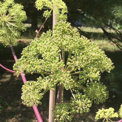 Angelica