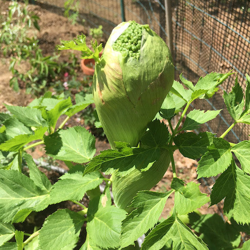 Angelica