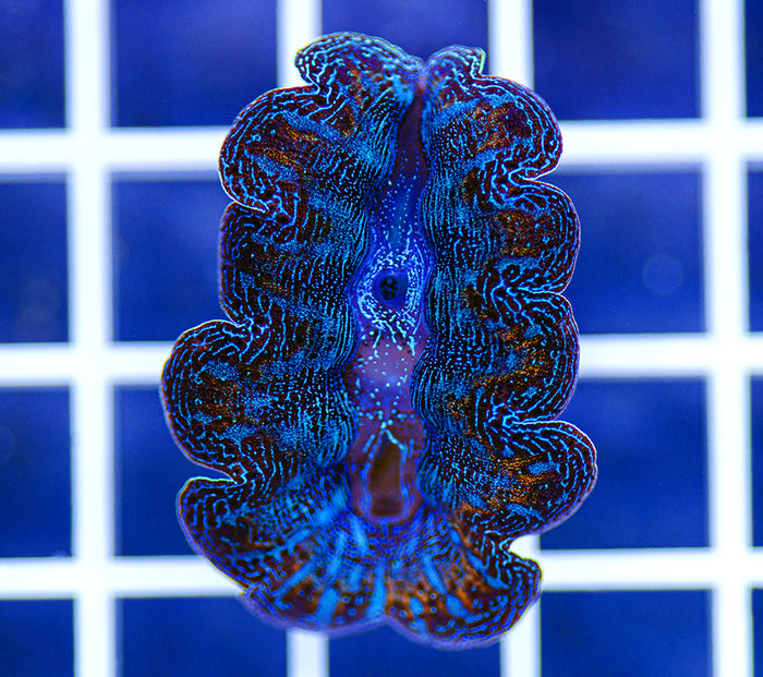 Aquacultured Premium Ultra Crocea Clam