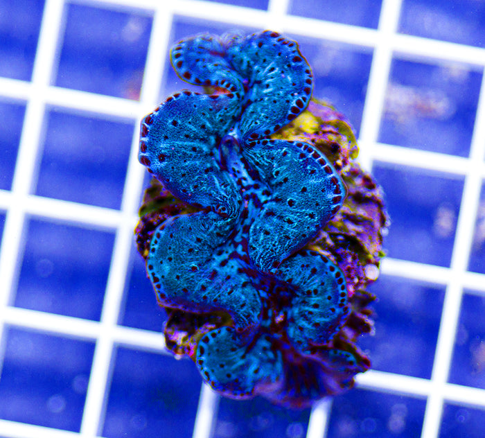 Aquacultured Premium Ultra Maxima Clam