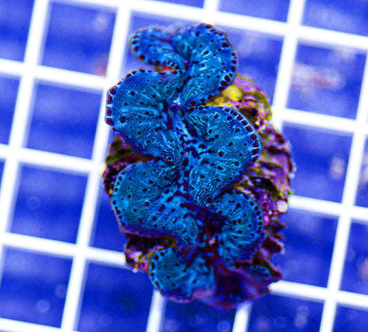 Aquacultured Premium Ultra Maxima Clam
