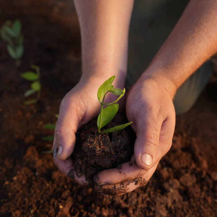 Seedlings of Australian Jojoba in soil