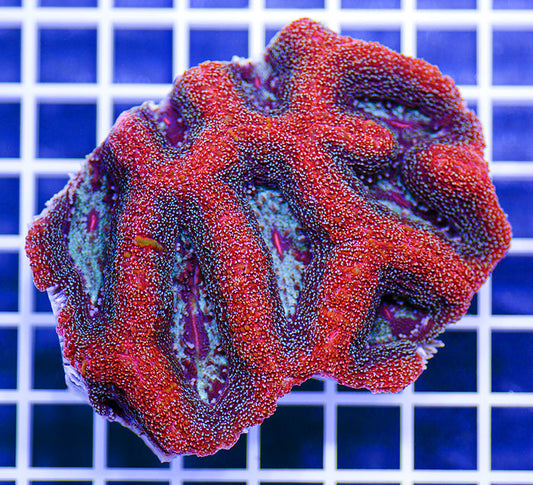 Australian Peerless Acanthastrea bowerbankii