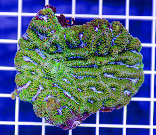 Australian Premium Blue Ice Platygyra (Favia)