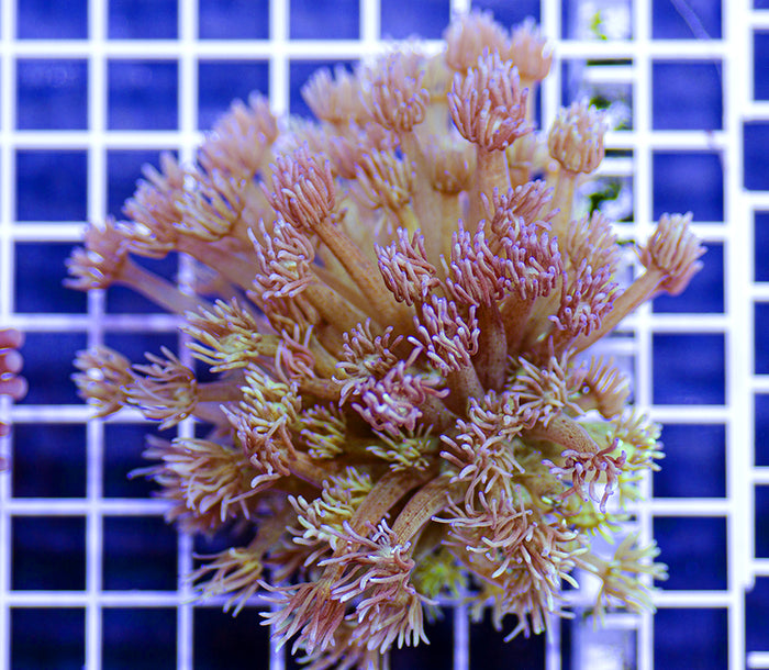 Australian Premium Hayseed Goniopora