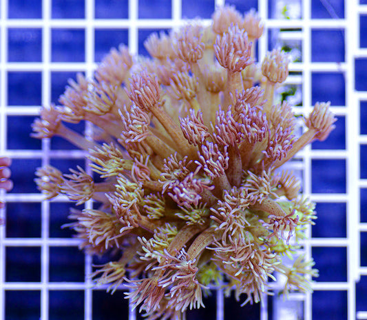 Australian Premium Hayseed Goniopora