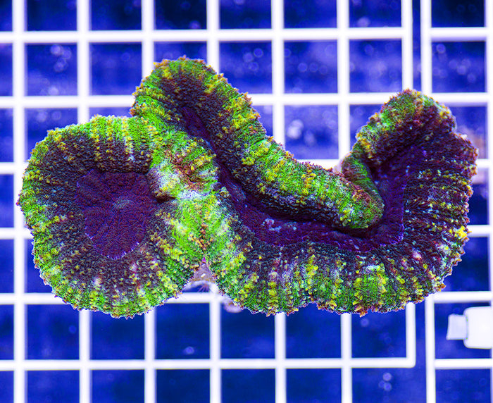 Australian Premium Lobophyllia