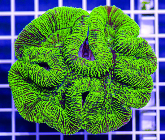 Australian Premium  Neon Zipper Trachyphyllia