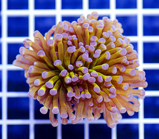 Australian Premium Pure Gold Torch Euphyllia