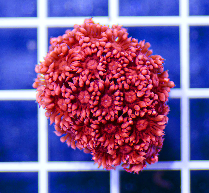Australian Premium Red Barbosa Goniopora