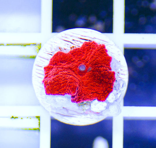 Australian Premium Red Bump Mushroom