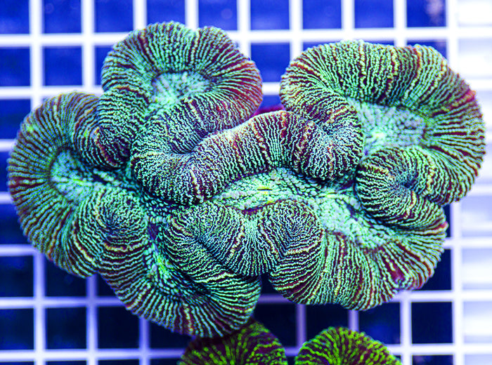 Australian Premium Seafoam Trachyphyllia (Lg)