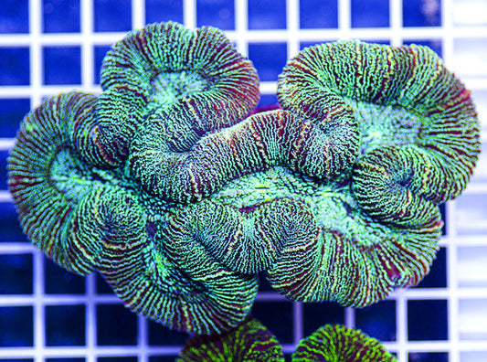 Australian Premium Seafoam Trachyphyllia (Lg)