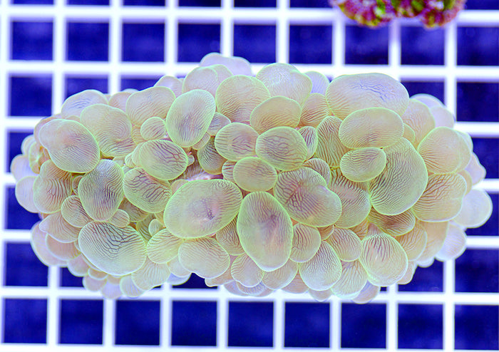 Australian Premium Striated Green Ghost Bubble Coral Plerogyra