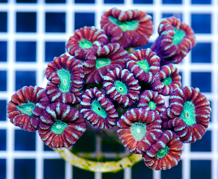 Australian Ultra Caulastrea