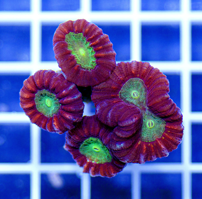 Australian Ultra Caulastrea